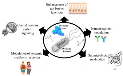 Probiotic Effector Compounds: Current Knowledge and Future Perspectives